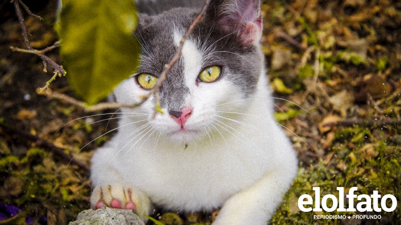¿Quiere proteger a su mascota? Conozca lo que debe saber sobre seguros para ella ¿Quiere proteger a su mascota? Conozca lo que debe saber sobre seguros para ella