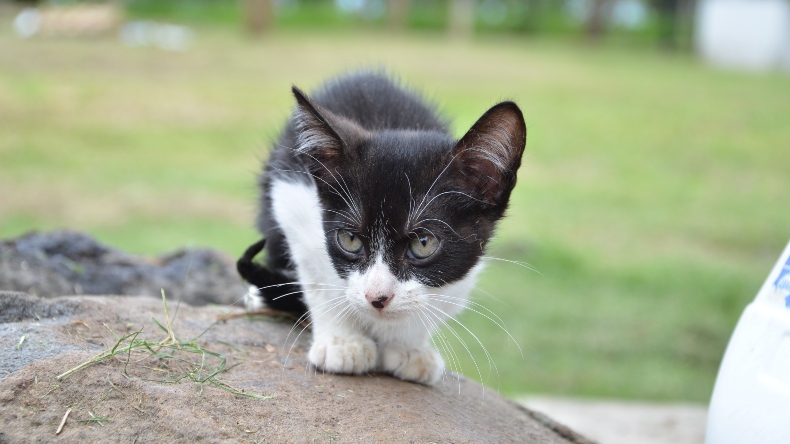 Mascotas podrán recibir microchip de identificación en Ibagué Mascotas podrán recibir microchip de identificación en Ibagué