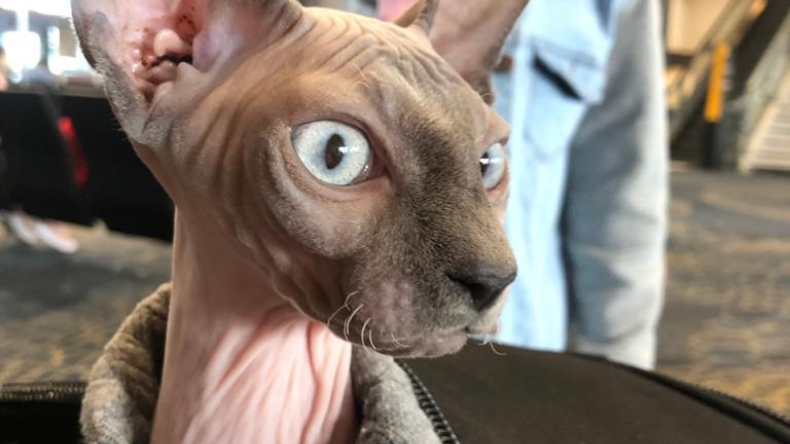 Nilo, el gato egipcio que enviaron desde Bucaramanga para ser tratado en el Hospital Veterinario de la UT Nilo, el gato egipcio que enviaron desde Bucaramanga para ser tratado en el Hospital Veterinario de la UT