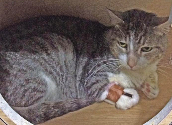 Buscan a gato con graves problemas de salud que se perdió en el sur de Ibagué Buscan a gato con graves problemas de salud que se perdió en el sur de Ibagué