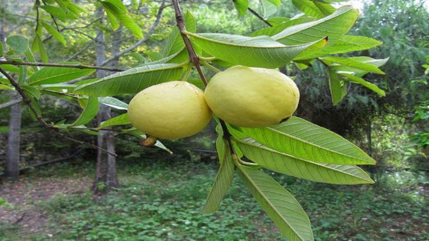 Guayaba agria contiene compuestos antioxidantes que ayudan a prevenir tipos de cáncer y otras enfermedades Guayaba agria contiene compuestos antioxidantes que ayudan a prevenir tipos de cáncer y otras enfermedades