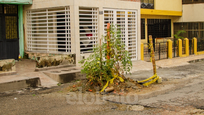 Hasta una planta de tomate creció en un hueco del barrio Calarcá de Ibagué