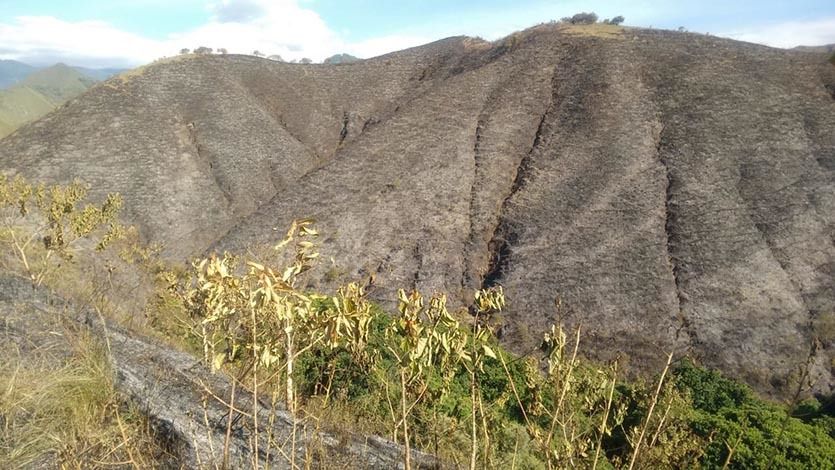 Incendios forestales de los últimos días han consumido más de 1.500 hectáreas de capa vegetal en el Tolima Incendios forestales de los últimos días han consumido más de 1.500 hectáreas de capa vegetal en el Tolima