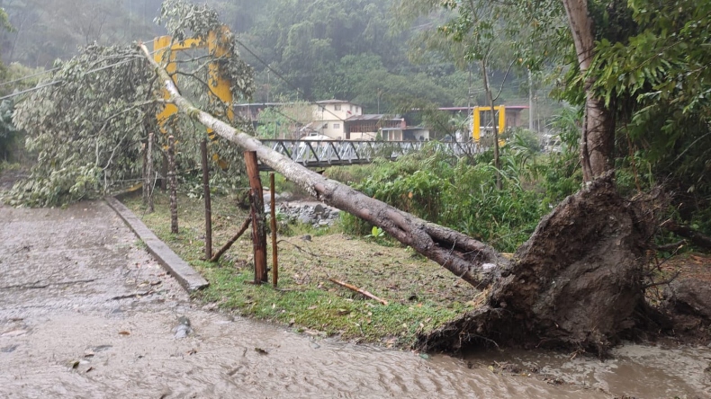 Aguacero en el Cañón del Combeima provoca caída de árboles y postes de energía