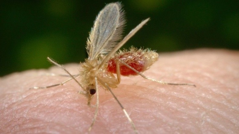 Casos de Leishmaniasis en Ibagué han aumentado en más del 60% este año: Secretaría de Salud Casos de Leishmaniasis en Ibagué han aumentado en más del 60% este año: Secretaría de Salud