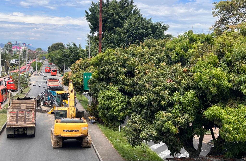 Contratista del puente de la 60 buscaría permiso para talar 195 árboles