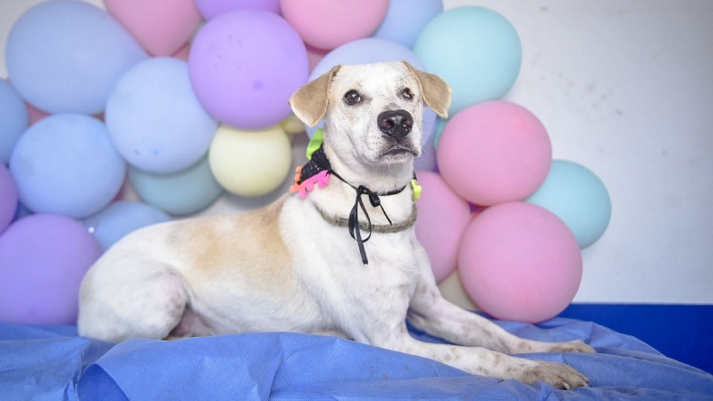 Este viernes podrá adoptar una mascota en la jornada de adopción del CAPA en Ibagué Este viernes podrá adoptar una mascota en la jornada de adopción del CAPA en Ibagué