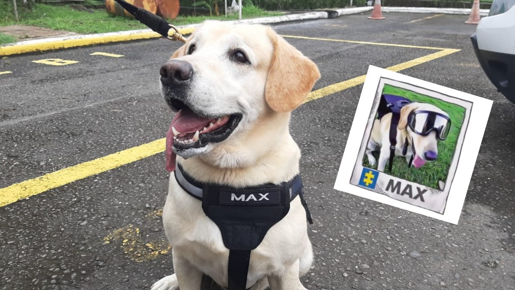 ‘Max’: la historia del canino antiexplosivos jubilado como un héroe del Tolima ‘Max’: la historia del canino antiexplosivos jubilado como un héroe del Tolima