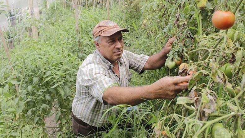 Campesinos tolimenses podrán postularse hasta este sábado para acceder a los beneficios de ‘Alianzas Productivas’ de Minagricultura Campesinos tolimenses podrán postularse hasta este sábado para acceder a los beneficios de ‘Alianzas Productivas’ de Minagricultura