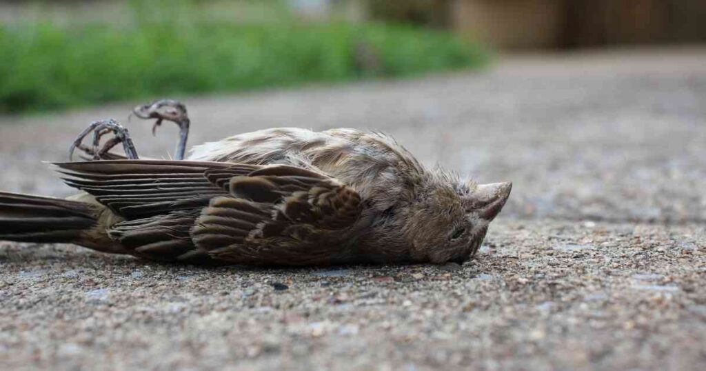 Explosión de pólvora provocó aumento en la muerte de aves, dice experto Explosión de pólvora provocó aumento en la muerte de aves, dice experto