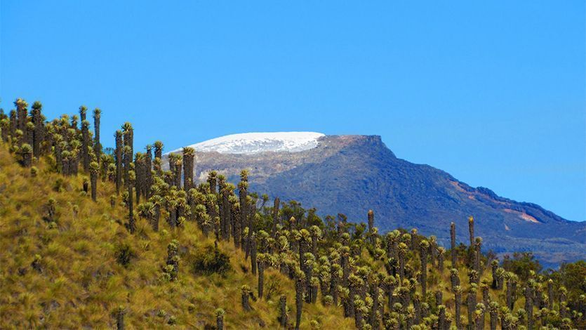 Los jóvenes que caminan por el Tolima cuidando el medio ambiente Los jóvenes que caminan por el Tolima cuidando el medio ambiente
