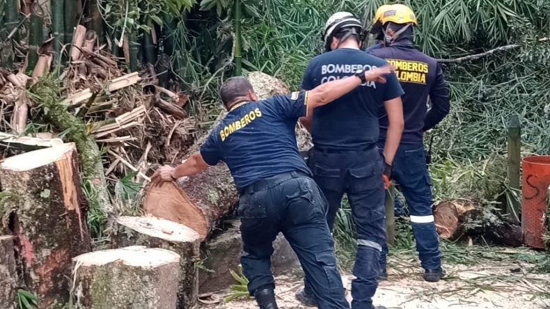 Alcaldía explica cómo determinan si talan árboles del Parque Centenario Alcaldía explica cómo determinan si talan árboles del Parque Centenario