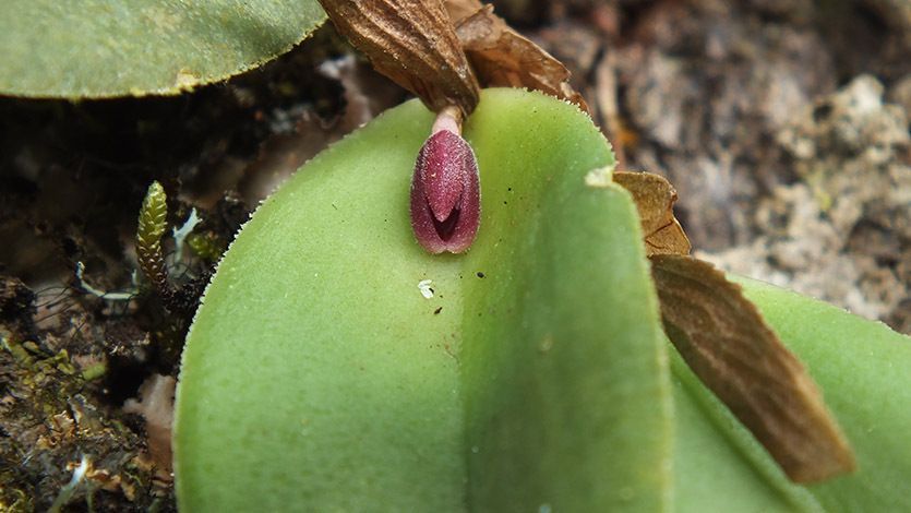 Nueva especie de orquídea encontrada en el Tolima por estudiante de la UT Nueva especie de orquídea encontrada en el Tolima por estudiante de la UT