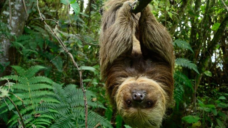 Oso perezoso fue rescatado y liberado en el Cañón del Combeima