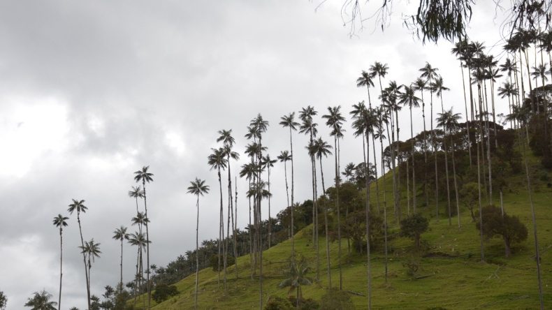 ¡El colmo! Invadieron con cultivos de aguacate zona protegida de palma de cera entre Ibagué y Cajamarca