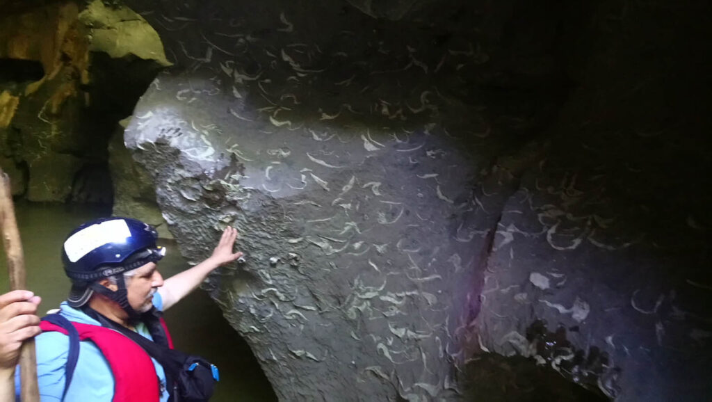 En Chaparral encontraron fósiles de uno de los depredadores marinos más temidos de la era paleozoica