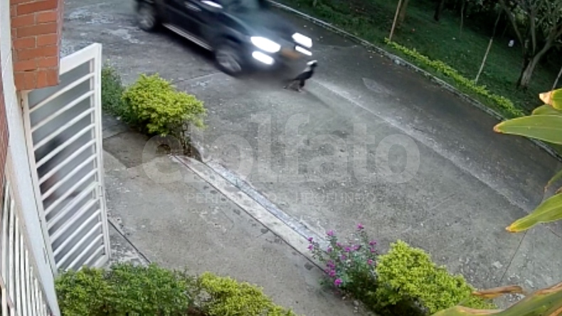 Vehículo que transitaba a alta velocidad, atropelló y mató a una mascota en Ibagué Vehículo que transitaba a alta velocidad, atropelló y mató a una mascota en Ibagué