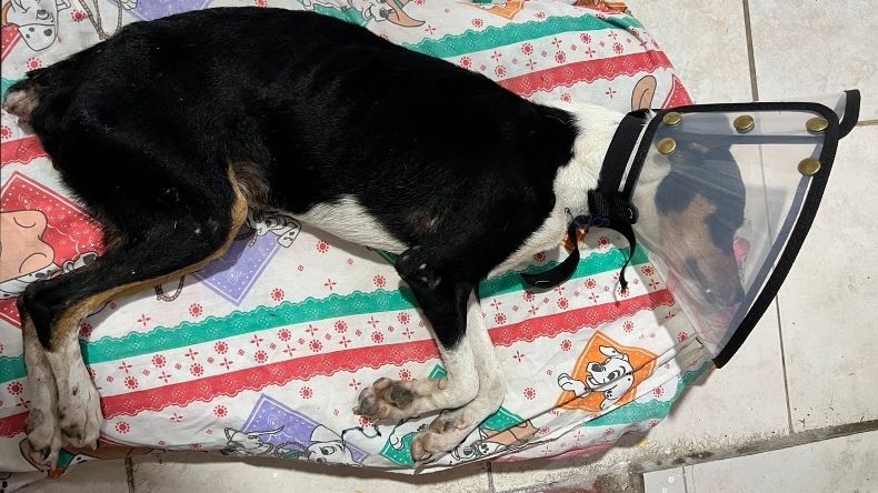 Le cortaron la cola de un ‘machetazo’ y ahora sus cuidadoras buscan recursos para su recuperación Le cortaron la cola de un ‘machetazo’ y ahora sus cuidadoras buscan recursos para su recuperación