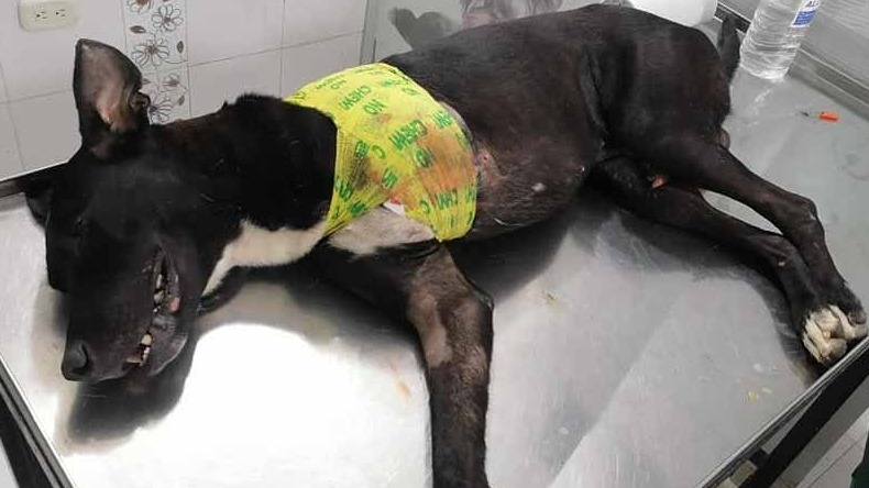 Hombre que le disparó a un canino en Purificación fue judicializado por maltrato animal