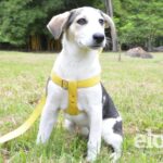 Jornada de bienestar animal este domingo en Ibagué: vacunas, adopciones y asesorías veterinarias Jornada de bienestar animal este domingo en Ibagué: vacunas, adopciones y asesorías veterinarias