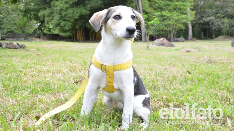 Jornada de bienestar animal este domingo en Ibagué: vacunas, adopciones y asesorías veterinarias Jornada de bienestar animal este domingo en Ibagué: vacunas, adopciones y asesorías veterinarias