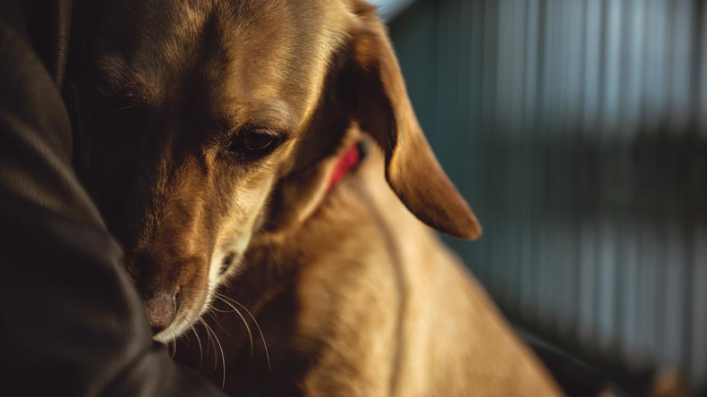 ¿Qué hacer en caso de encontrar un animal asustado por la pólvora? Experto explica
