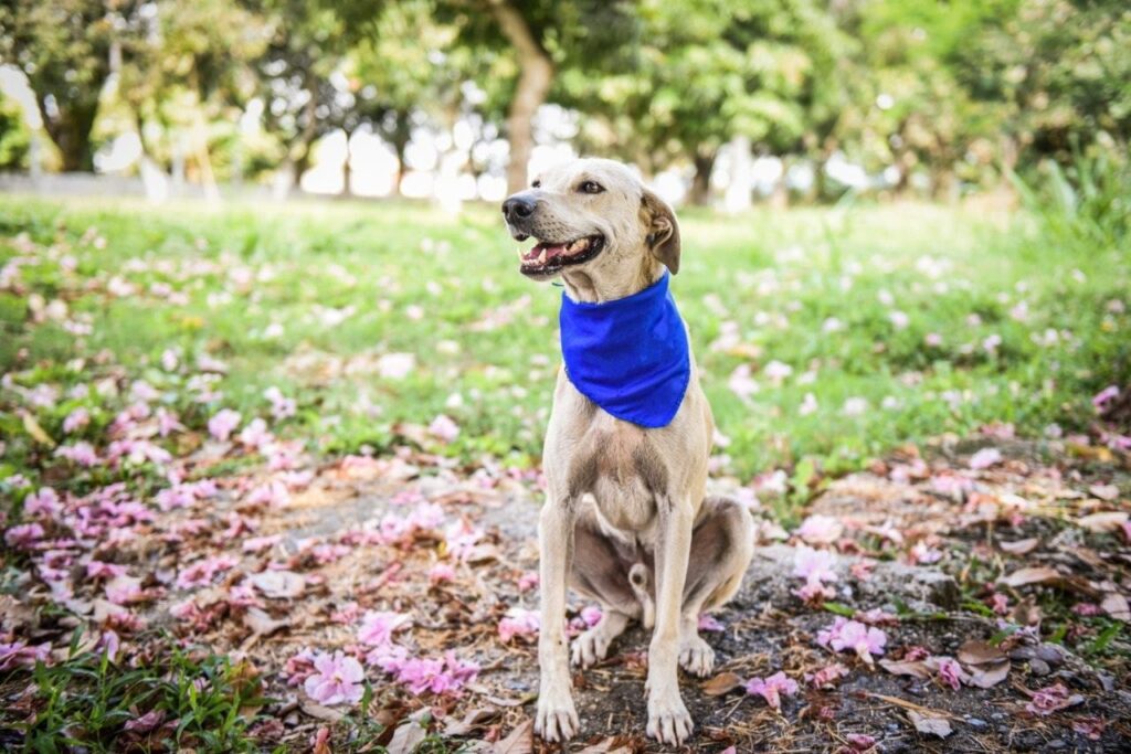 Esta Navidad adopte uno de los 80 perritos que se encuentran en el CAPA de Ibagué Esta Navidad adopte uno de los 80 perritos que se encuentran en el CAPA de Ibagué