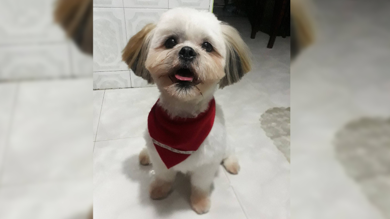 Joven denuncia que empresas de transporte no aceptaron a su perro y aumentaron el costo del pasaje de Bogotá a Ibagué Joven denuncia que empresas de transporte no aceptaron a su perro y aumentaron el costo del pasaje de Bogotá a Ibagué