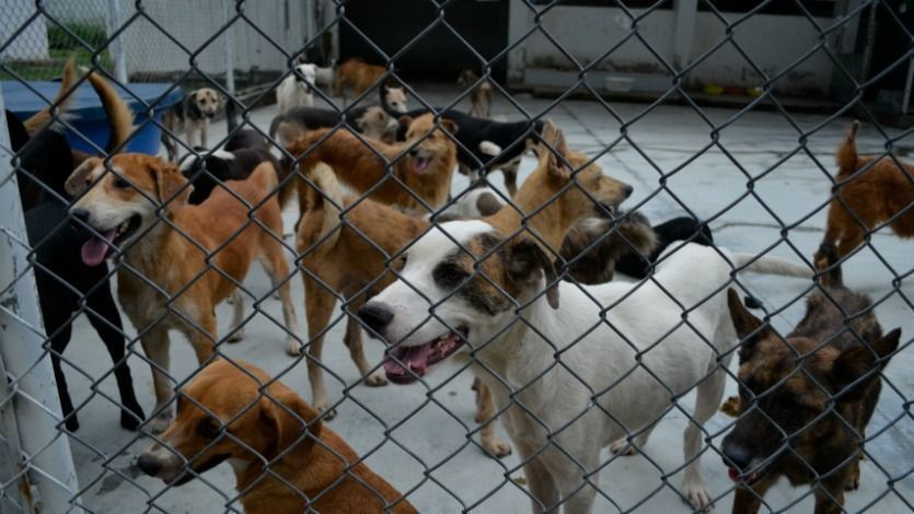Perros del refugio Aipa fueron trasladados al Coso Municipal Perros del refugio Aipa fueron trasladados al Coso Municipal