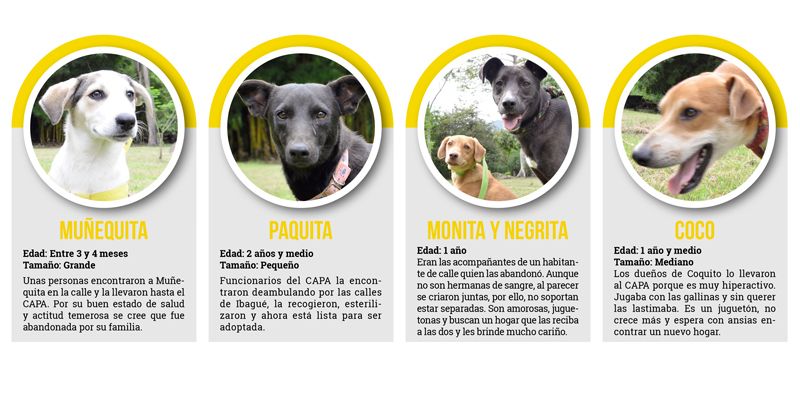 Ábrale las puertas de su hogar a una mascota abandonada Ábrale las puertas de su hogar a una mascota abandonada