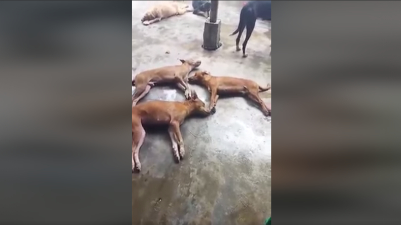 Denuncian envenenamiento de perros por parte de un hombre en hogar de rescate en El Espinal Denuncian envenenamiento de perros por parte de un hombre en hogar de rescate en El Espinal