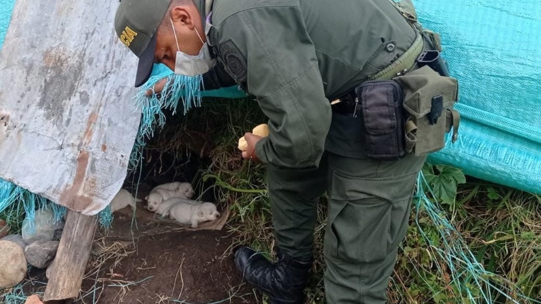 El acto de amor de Frank: el patrullero de la policía que rescata perros abandonados y maltratados en Murillo El acto de amor de Frank: el patrullero de la policía que rescata perros abandonados y maltratados en Murillo