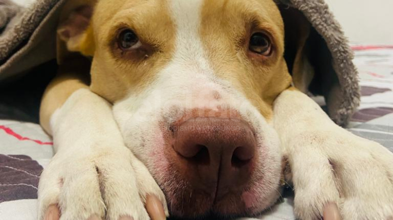 Proteja a su perro de contagiarse de moquillo Proteja a su perro de contagiarse de moquillo