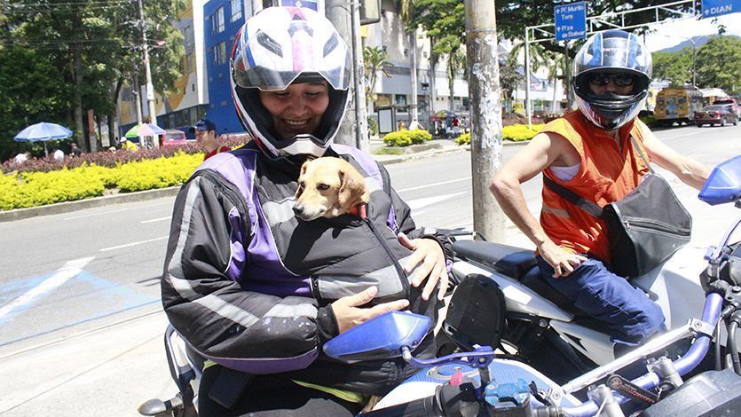 Vea cómo adoptar una mascota en el Centro de Atención y Protección Animal de Ibagué Vea cómo adoptar una mascota en el Centro de Atención y Protección Animal de Ibagué