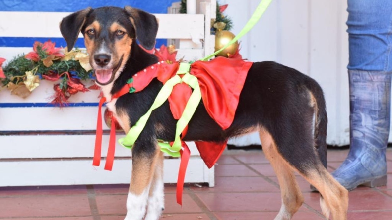 ¿Tiene mascotas? Prográmese y participe en el desfile navideño de la Alcaldía de Ibagué ¿Tiene mascotas? Prográmese y participe en el desfile navideño de la Alcaldía de Ibagué