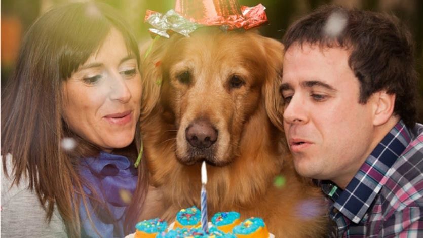 Tenga cuidado, los perros “humanizados” son más propensos a la obesidad Tenga cuidado, los perros “humanizados” son más propensos a la obesidad