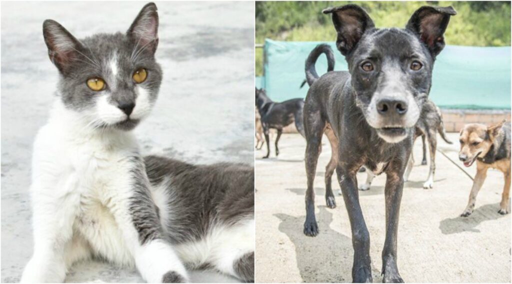 ¿Qué hacer ante un posible envenenamiento de un gato o perro? ¿Qué hacer ante un posible envenenamiento de un gato o perro?