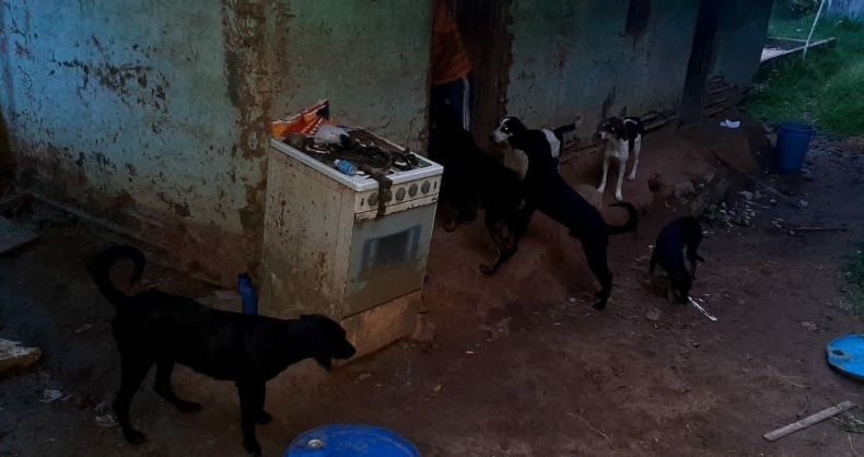 Más de 15 perros fueron abandonados en San Luis luego del fallecimiento de su dueño Más de 15 perros fueron abandonados en San Luis luego del fallecimiento de su dueño