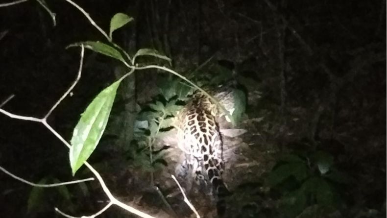 Ambientalistas piden proteger jaguar que ronda por área del Bosque de Galilea Ambientalistas piden proteger jaguar que ronda por área del Bosque de Galilea