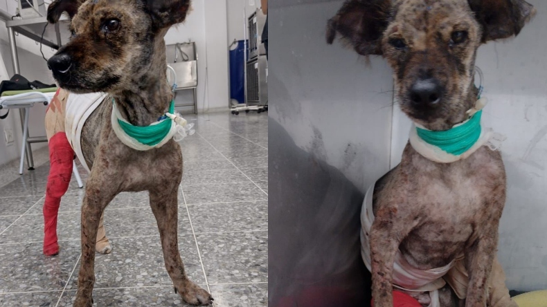 Princesa se recupera, ya no necesita oxígeno y puede caminar Princesa se recupera, ya no necesita oxígeno y puede caminar