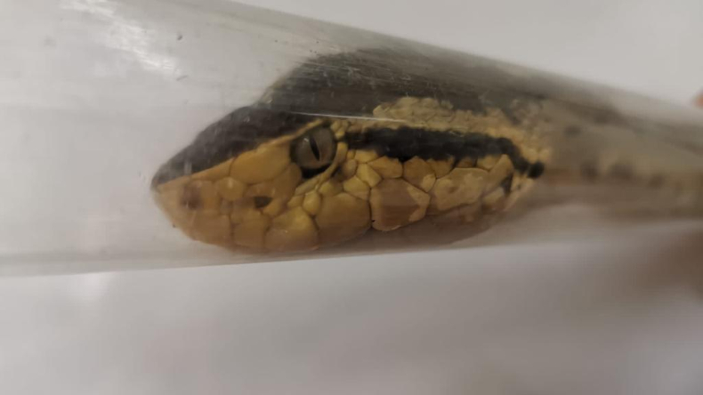 Cortolima entregó informe del estado de salud de la serpiente rescatada en Ibagué Cortolima entregó informe del estado de salud de la serpiente rescatada en Ibagué