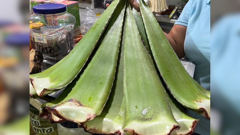 Las bondades de la sábila que ayudan a las quemaduras de piel Las bondades de la sábila que ayudan a las quemaduras de piel