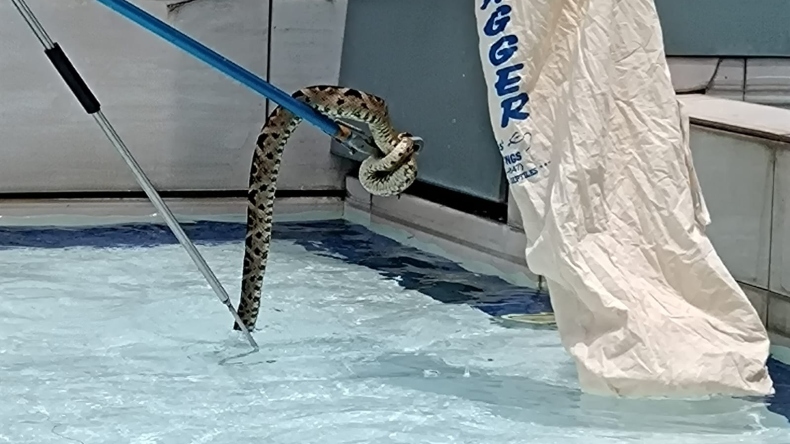 Autoridades rescataron una serpiente venenosa en las piletas del centro comercial La Estación Autoridades rescataron una serpiente venenosa en las piletas del centro comercial La Estación