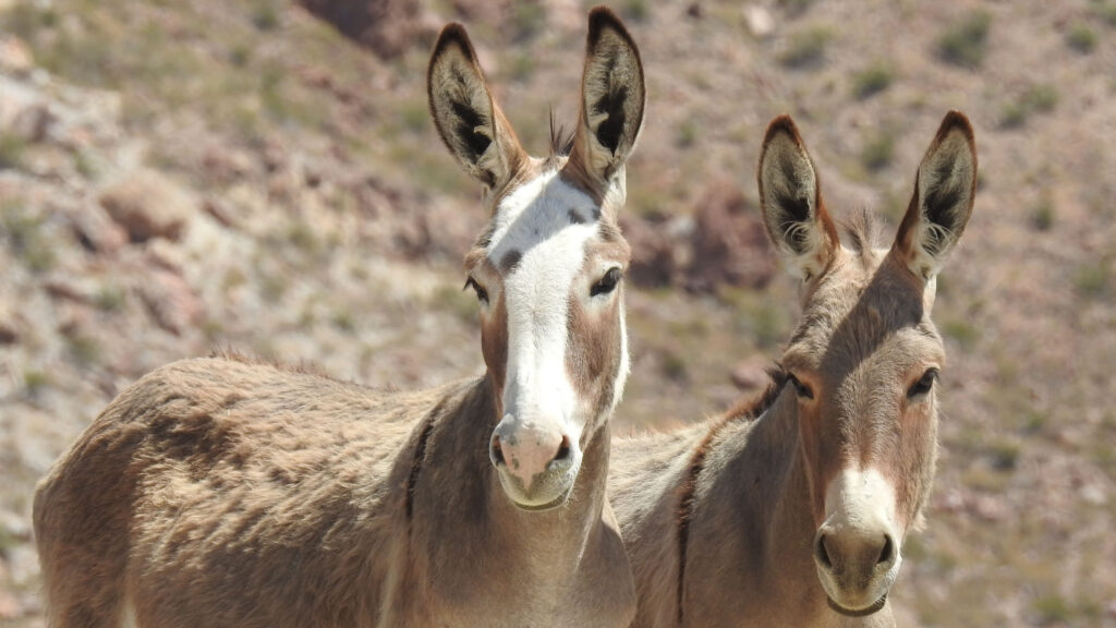 Investigaciones revelan que los burros y mulas podrían desaparecer en pocos años Investigaciones revelan que los burros y mulas podrían desaparecer en pocos años