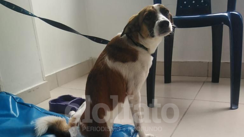 Buscan recursos para operar a ‘Dulce’, una perrita arrollada por un vehículo Buscan recursos para operar a ‘Dulce’, una perrita arrollada por un vehículo