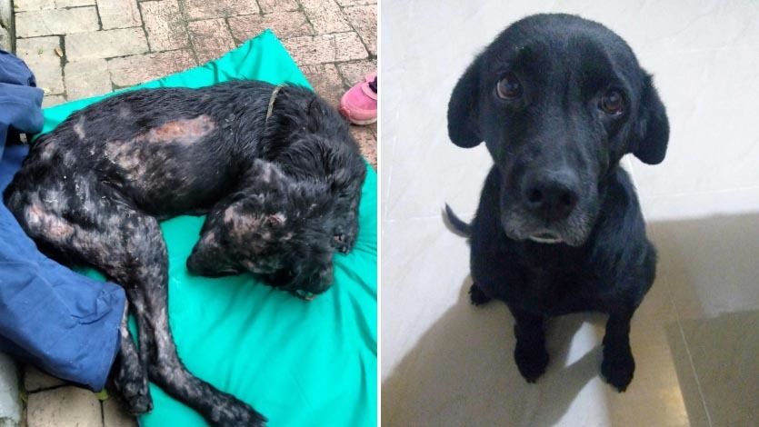 Este es el asombroso cambio de Tavita, la perrita que fue rescatada por una pareja en Ibagué Este es el asombroso cambio de Tavita, la perrita que fue rescatada por una pareja en Ibagué