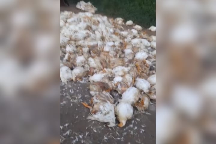 Mueren 1.000 pollos por bloqueo vial en El Totumo Mueren 1.000 pollos por bloqueo vial en El Totumo