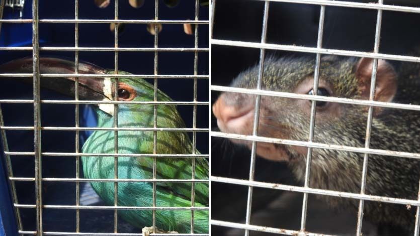 Cortolima rehabilitó y liberó dos aves y un mamífero en bioparque de Cundinamarca Cortolima rehabilitó y liberó dos aves y un mamífero en bioparque de Cundinamarca