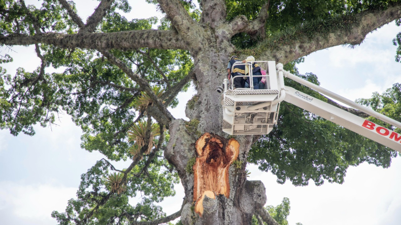 La emblemática Ceiba de la Plaza de Bolívar, con más de 100 años, goza de buena salud y no será talada