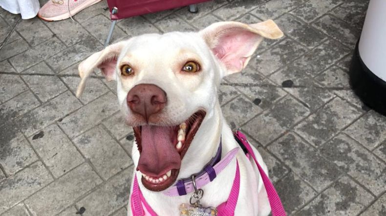 Vainilla, del abandono a una adopción responsable Vainilla, del abandono a una adopción responsable